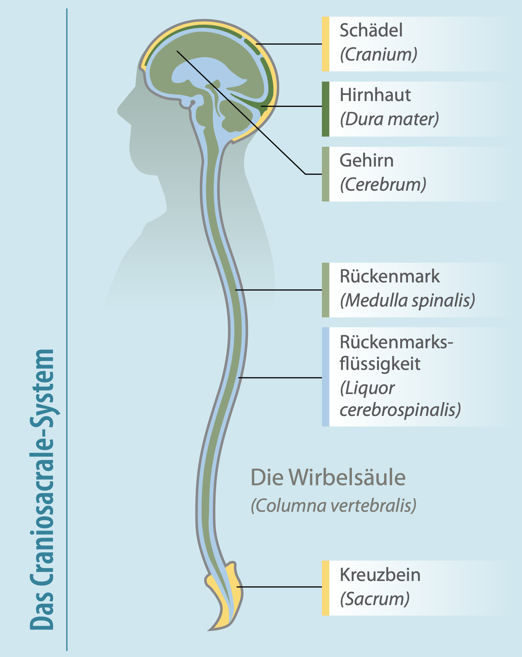 Bild Craniosacral System